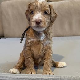 Black Boy - Caramel cream male Australian Labradoodle puppy in West Union, South Carolina from Golden Corner Labradoodles, LLC