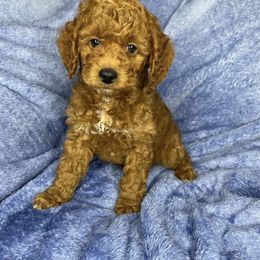 Goldendoodle Puppies from DeBerrys Doodles