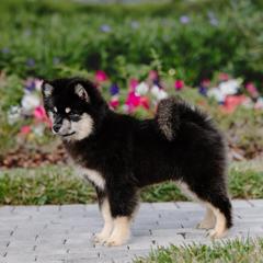Finnish Lapphunds from TaylorMade Finnish Lapphunds