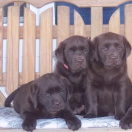 Labrador Retrievers from Sampson Labrador Retrievers