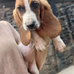 Girl 2 - Mahogany and white female Basset Hound puppy in Clinton, Tennessee from High Hopes Hounds