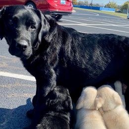 Hoshi - Labrador Retriever