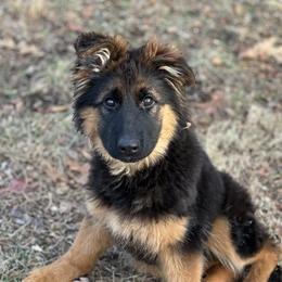 German Shepherd Puppies from Golden Ridge