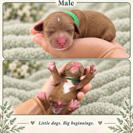 Green collar - Apricot male Cavapoo puppy in Thorndale, Texas from Hattie’s Texas Cavapoos