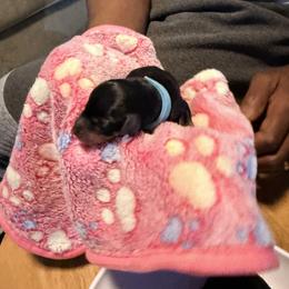Miniature Pinscher Puppies from Bridget GreenBoddy