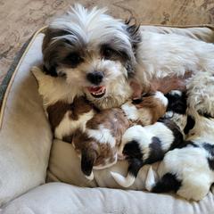 Shichon and Shih Tzu Puppies from Teddy Bear (Shichon) Puppies