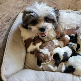 Shichon and Shih Tzu Puppies from Teddy Bear (Shichon) Puppies