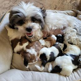 Shichon and Shih Tzu Puppies from Teddy Bear (Shichon) Puppies