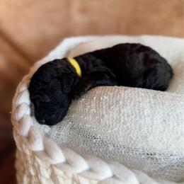 Wren - Silver female Poodle puppy in Detroit Lakes, Minnesota from Pickerel Pups