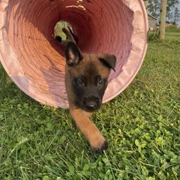 Belgian Malinois and German Shepherd Puppies from Madhouse’s Belgian Malinois and German Shepherds