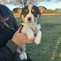 Boy 3 - Black and tan male Pembroke Welsh Corgi puppy in Honey Grove, Texas from JK Ranch Corgis