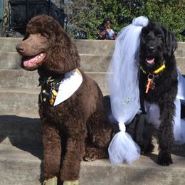 Labradoodles from Four Paws Down