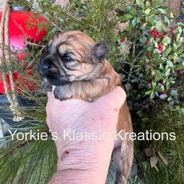 Esme - Gold female Yorkshire Terrier puppy in Dierks, Arkansas from Yorkie’s Klassie Kreations