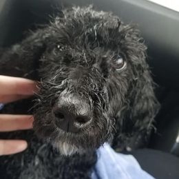 Poodles from Morris Prancing Poodles