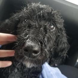 Poodles from Morris Prancing Poodles