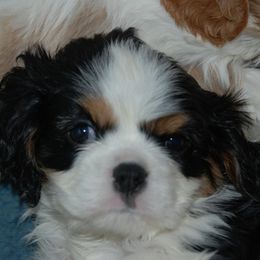 Cavalier King Charles Spaniel Puppies from Sandy Liston