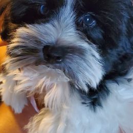 Miniature Schnauzers from Berry Schnauzers Lil Paws