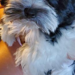 Miniature Schnauzers from Berry Schnauzers Lil Paws
