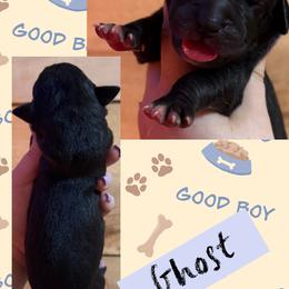 GHOST - Black male Great Dane puppy in Wellsville, New York from Prophecy Danes