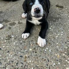 Bordoodle Puppies from Lunatic Kennel