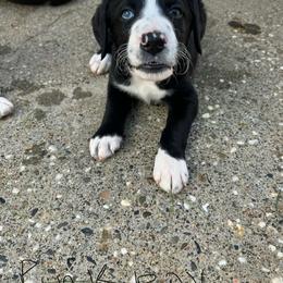 Bordoodle Puppies from Lunatic Kennel
