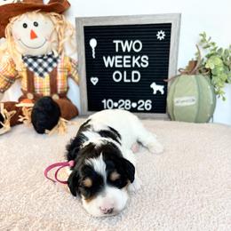 Carolanne - Black and white female Bernedoodle puppy in Sparrows Point, Maryland from Rosie’s Puppies