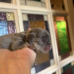 Nebula - Tricolors male French Bulldog puppy in Almo, Kentucky from Busy Bee French Bulldogs