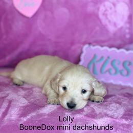 Lolly - Cream female Dachshund puppy in Lexington, Oklahoma from BooneDox Miniature Dachshunds