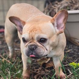 Daisy - Cream female French Bulldog puppy in East Berlin, Pennsylvania from Stoney Point Frenchies & Mountain Top Shepherds
