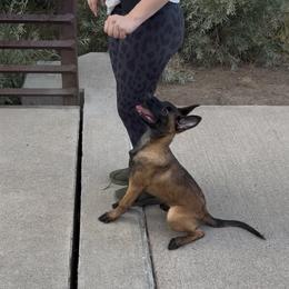 Belgian Malinois Puppies from Lion and The Lamb Kennel