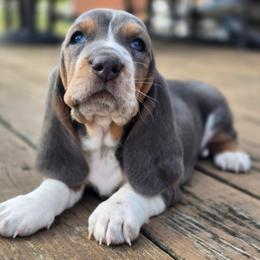 Seasmoke - Blue tan and white female Basset Hound puppy in West Chester, Ohio from Bed-N-Bassets