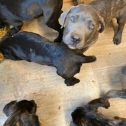 Cane Corso Puppies from Castlescorsos
