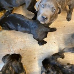 Cane Corso Puppies from Castlescorsos