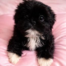 Black Girl1 - Blue and white female Shih Tzu puppy in Hillsdale, Michigan from Prairie Fen Farm
