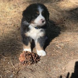 Bernese Mountain Dog Puppies from Nugents Bernese Mountain Dogs