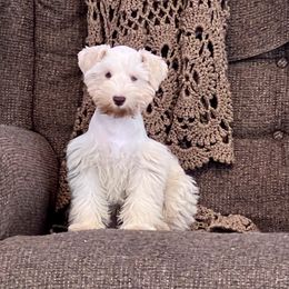 Helga - Miniature Schnauzer
