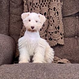 Helga - Miniature Schnauzer