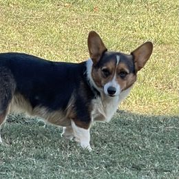 Daisy - Pembroke Welsh Corgi