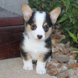 Pembroke Welsh Corgis from Rafter M Corgis