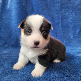 Jasmine - Black and tan female Pembroke Welsh Corgi puppy in Castle Rock, Washington from Heckman Corgis