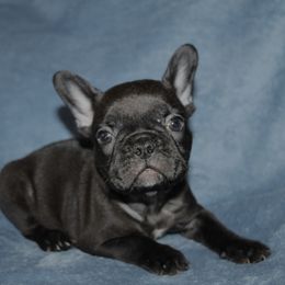 French Bulldog Puppies from The three little frenchies