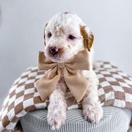 Hoodie - Parti male Goldendoodle puppy in Jamestown, Kentucky from Milk & Honey Doodles
