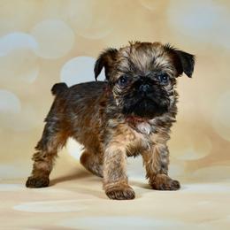 Pink Collar Girl - Red female Brussels Griffon puppy in Florida from Robin’s Griffons
