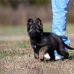 Cosmic Stardust - Sable female German Shepherd puppy in Murrayville, Georgia from Vom Clark’s German Shepherds