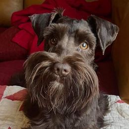 Chaco - Miniature Schnauzer
