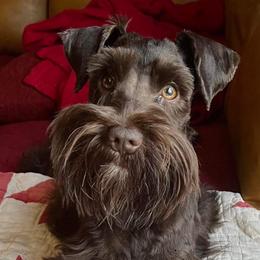 Chaco - Miniature Schnauzer