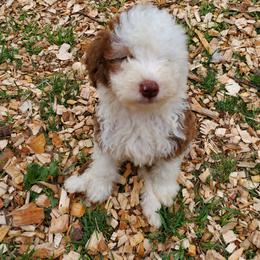 Pomeranian and Sheepadoodle Puppies from Fluffy Wonders Poms and Doodles