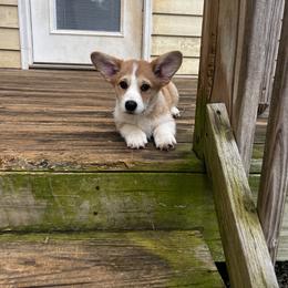 Pembroke Welsh Corgi Puppies from Linda Delarios