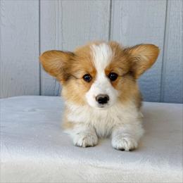 Sunny - Red female Pembroke Welsh Corgi puppy in Mc Cammon, Idaho from Sunny J Corgis and Mini Americans