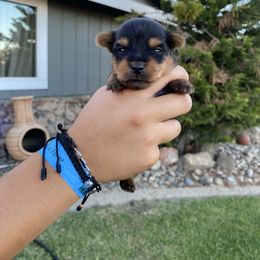 Boy 2 - Black and tan male Yorkshire Terrier puppy in Ceres, California from Mr.Yorkie